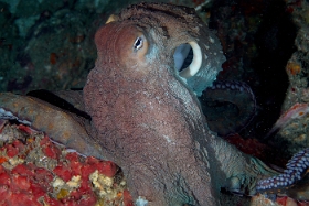 Birmanie - Mergui - 2018 - DSC03115 - Day Octopus - Poulpe - Octopus Cyanea